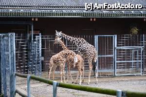 [P36] Girafe » foto by Muffin2009*
 - 
<span class="allrVoted glyphicon glyphicon-heart hidden" id="av485731"></span>
<a class="m-l-10 hidden" id="sv485731" onclick="voting_Foto_DelVot(,485731,18332)" role="button">șterge vot <span class="glyphicon glyphicon-remove"></span></a>
<a id="v9485731" class=" c-red"  onclick="voting_Foto_SetVot(485731)" role="button"><span class="glyphicon glyphicon-heart-empty"></span> <b>LIKE</b> = Votează poza</a> <img class="hidden"  id="f485731W9" src="/imagini/loader.gif" border="0" /><span class="AjErrMes hidden" id="e485731ErM"></span>