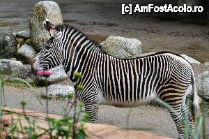 [P38] Zebra » foto by Muffin2009*
 - 
<span class="allrVoted glyphicon glyphicon-heart hidden" id="av485733"></span>
<a class="m-l-10 hidden" id="sv485733" onclick="voting_Foto_DelVot(,485733,18332)" role="button">șterge vot <span class="glyphicon glyphicon-remove"></span></a>
<a id="v9485733" class=" c-red"  onclick="voting_Foto_SetVot(485733)" role="button"><span class="glyphicon glyphicon-heart-empty"></span> <b>LIKE</b> = Votează poza</a> <img class="hidden"  id="f485733W9" src="/imagini/loader.gif" border="0" /><span class="AjErrMes hidden" id="e485733ErM"></span>