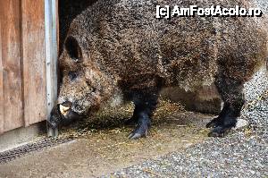 [P45] Porc mistret » foto by Muffin2009*
 - 
<span class="allrVoted glyphicon glyphicon-heart hidden" id="av485742"></span>
<a class="m-l-10 hidden" id="sv485742" onclick="voting_Foto_DelVot(,485742,18332)" role="button">șterge vot <span class="glyphicon glyphicon-remove"></span></a>
<a id="v9485742" class=" c-red"  onclick="voting_Foto_SetVot(485742)" role="button"><span class="glyphicon glyphicon-heart-empty"></span> <b>LIKE</b> = Votează poza</a> <img class="hidden"  id="f485742W9" src="/imagini/loader.gif" border="0" /><span class="AjErrMes hidden" id="e485742ErM"></span>