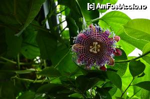 [P05] Passiflora » foto by Muffin2009*
 - 
<span class="allrVoted glyphicon glyphicon-heart hidden" id="av485696"></span>
<a class="m-l-10 hidden" id="sv485696" onclick="voting_Foto_DelVot(,485696,18332)" role="button">șterge vot <span class="glyphicon glyphicon-remove"></span></a>
<a id="v9485696" class=" c-red"  onclick="voting_Foto_SetVot(485696)" role="button"><span class="glyphicon glyphicon-heart-empty"></span> <b>LIKE</b> = Votează poza</a> <img class="hidden"  id="f485696W9" src="/imagini/loader.gif" border="0" /><span class="AjErrMes hidden" id="e485696ErM"></span>