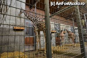 [P56] Mascul girafa in prim plan iar in plan secundar 2 girafe ceva mai tinere » foto by Muffin2009*
 - 
<span class="allrVoted glyphicon glyphicon-heart hidden" id="av485754"></span>
<a class="m-l-10 hidden" id="sv485754" onclick="voting_Foto_DelVot(,485754,18332)" role="button">șterge vot <span class="glyphicon glyphicon-remove"></span></a>
<a id="v9485754" class=" c-red"  onclick="voting_Foto_SetVot(485754)" role="button"><span class="glyphicon glyphicon-heart-empty"></span> <b>LIKE</b> = Votează poza</a> <img class="hidden"  id="f485754W9" src="/imagini/loader.gif" border="0" /><span class="AjErrMes hidden" id="e485754ErM"></span>