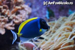 [P64] Peste colorat in Aquarium » foto by Muffin2009*
 - 
<span class="allrVoted glyphicon glyphicon-heart hidden" id="av485763"></span>
<a class="m-l-10 hidden" id="sv485763" onclick="voting_Foto_DelVot(,485763,18332)" role="button">șterge vot <span class="glyphicon glyphicon-remove"></span></a>
<a id="v9485763" class=" c-red"  onclick="voting_Foto_SetVot(485763)" role="button"><span class="glyphicon glyphicon-heart-empty"></span> <b>LIKE</b> = Votează poza</a> <img class="hidden"  id="f485763W9" src="/imagini/loader.gif" border="0" /><span class="AjErrMes hidden" id="e485763ErM"></span>