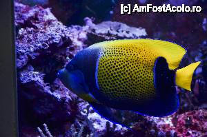 [P65] Peste colorat in Aquarium » foto by Muffin2009*
 - 
<span class="allrVoted glyphicon glyphicon-heart hidden" id="av485764"></span>
<a class="m-l-10 hidden" id="sv485764" onclick="voting_Foto_DelVot(,485764,18332)" role="button">șterge vot <span class="glyphicon glyphicon-remove"></span></a>
<a id="v9485764" class=" c-red"  onclick="voting_Foto_SetVot(485764)" role="button"><span class="glyphicon glyphicon-heart-empty"></span> <b>LIKE</b> = Votează poza</a> <img class="hidden"  id="f485764W9" src="/imagini/loader.gif" border="0" /><span class="AjErrMes hidden" id="e485764ErM"></span>