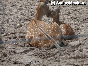 [P16] Va mai amintiti de Bambi?  » foto by ciprian.dima
 - 
<span class="allrVoted glyphicon glyphicon-heart hidden" id="av357792"></span>
<a class="m-l-10 hidden" id="sv357792" onclick="voting_Foto_DelVot(,357792,18332)" role="button">șterge vot <span class="glyphicon glyphicon-remove"></span></a>
<a id="v9357792" class=" c-red"  onclick="voting_Foto_SetVot(357792)" role="button"><span class="glyphicon glyphicon-heart-empty"></span> <b>LIKE</b> = Votează poza</a> <img class="hidden"  id="f357792W9" src="/imagini/loader.gif" border="0" /><span class="AjErrMes hidden" id="e357792ErM"></span>