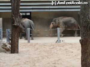 [P17] Un elefant se legana pe o panza de paianjen... si a mai aparut un elefant... 2 elefanti...  » foto by ciprian.dima
 - 
<span class="allrVoted glyphicon glyphicon-heart hidden" id="av357793"></span>
<a class="m-l-10 hidden" id="sv357793" onclick="voting_Foto_DelVot(,357793,18332)" role="button">șterge vot <span class="glyphicon glyphicon-remove"></span></a>
<a id="v9357793" class=" c-red"  onclick="voting_Foto_SetVot(357793)" role="button"><span class="glyphicon glyphicon-heart-empty"></span> <b>LIKE</b> = Votează poza</a> <img class="hidden"  id="f357793W9" src="/imagini/loader.gif" border="0" /><span class="AjErrMes hidden" id="e357793ErM"></span>