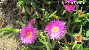 [P38] Vegetaţie specifică plajelor Cretei » foto by crismis
 - 
<span class="allrVoted glyphicon glyphicon-heart hidden" id="av613783"></span>
<a class="m-l-10 hidden" id="sv613783" onclick="voting_Foto_DelVot(,613783,18353)" role="button">șterge vot <span class="glyphicon glyphicon-remove"></span></a>
<a id="v9613783" class=" c-red"  onclick="voting_Foto_SetVot(613783)" role="button"><span class="glyphicon glyphicon-heart-empty"></span> <b>LIKE</b> = Votează poza</a> <img class="hidden"  id="f613783W9" src="/imagini/loader.gif" border="0" /><span class="AjErrMes hidden" id="e613783ErM"></span>