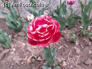 [P09] frumusetea unei lalele » foto by Yolanda
 - 
<span class="allrVoted glyphicon glyphicon-heart hidden" id="av1065747"></span>
<a class="m-l-10 hidden" id="sv1065747" onclick="voting_Foto_DelVot(,1065747,18372)" role="button">șterge vot <span class="glyphicon glyphicon-remove"></span></a>
<a id="v91065747" class=" c-red"  onclick="voting_Foto_SetVot(1065747)" role="button"><span class="glyphicon glyphicon-heart-empty"></span> <b>LIKE</b> = Votează poza</a> <img class="hidden"  id="f1065747W9" src="/imagini/loader.gif" border="0" /><span class="AjErrMes hidden" id="e1065747ErM"></span>