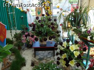 [P17] Lalele cu tenta neagra... pe urmele lui Alexandre Dumas » foto by mireille
 - 
<span class="allrVoted glyphicon glyphicon-heart hidden" id="av732222"></span>
<a class="m-l-10 hidden" id="sv732222" onclick="voting_Foto_DelVot(,732222,18372)" role="button">șterge vot <span class="glyphicon glyphicon-remove"></span></a>
<a id="v9732222" class=" c-red"  onclick="voting_Foto_SetVot(732222)" role="button"><span class="glyphicon glyphicon-heart-empty"></span> <b>LIKE</b> = Votează poza</a> <img class="hidden"  id="f732222W9" src="/imagini/loader.gif" border="0" /><span class="AjErrMes hidden" id="e732222ErM"></span>