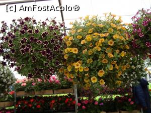 [P30] Flori oferite la vanzare in targul de flori » foto by mireille
 - 
<span class="allrVoted glyphicon glyphicon-heart hidden" id="av732235"></span>
<a class="m-l-10 hidden" id="sv732235" onclick="voting_Foto_DelVot(,732235,18372)" role="button">șterge vot <span class="glyphicon glyphicon-remove"></span></a>
<a id="v9732235" class=" c-red"  onclick="voting_Foto_SetVot(732235)" role="button"><span class="glyphicon glyphicon-heart-empty"></span> <b>LIKE</b> = Votează poza</a> <img class="hidden"  id="f732235W9" src="/imagini/loader.gif" border="0" /><span class="AjErrMes hidden" id="e732235ErM"></span>