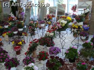[P36] detaliu din expozitia florala » foto by mireille
 - 
<span class="allrVoted glyphicon glyphicon-heart hidden" id="av732241"></span>
<a class="m-l-10 hidden" id="sv732241" onclick="voting_Foto_DelVot(,732241,18372)" role="button">șterge vot <span class="glyphicon glyphicon-remove"></span></a>
<a id="v9732241" class=" c-red"  onclick="voting_Foto_SetVot(732241)" role="button"><span class="glyphicon glyphicon-heart-empty"></span> <b>LIKE</b> = Votează poza</a> <img class="hidden"  id="f732241W9" src="/imagini/loader.gif" border="0" /><span class="AjErrMes hidden" id="e732241ErM"></span>