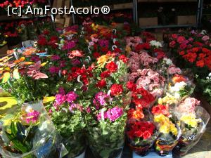 [P38] targul de flori » foto by mireille
 - 
<span class="allrVoted glyphicon glyphicon-heart hidden" id="av732243"></span>
<a class="m-l-10 hidden" id="sv732243" onclick="voting_Foto_DelVot(,732243,18372)" role="button">șterge vot <span class="glyphicon glyphicon-remove"></span></a>
<a id="v9732243" class=" c-red"  onclick="voting_Foto_SetVot(732243)" role="button"><span class="glyphicon glyphicon-heart-empty"></span> <b>LIKE</b> = Votează poza</a> <img class="hidden"  id="f732243W9" src="/imagini/loader.gif" border="0" /><span class="AjErrMes hidden" id="e732243ErM"></span>