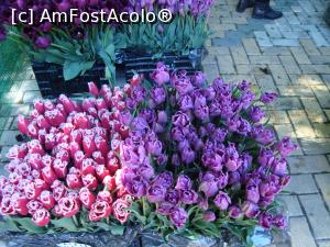 [P04] Un buchet de lalele ce asteapta sa le cumperi in targul de flori » foto by mireille
 - 
<span class="allrVoted glyphicon glyphicon-heart hidden" id="av732209"></span>
<a class="m-l-10 hidden" id="sv732209" onclick="voting_Foto_DelVot(,732209,18372)" role="button">șterge vot <span class="glyphicon glyphicon-remove"></span></a>
<a id="v9732209" class=" c-red"  onclick="voting_Foto_SetVot(732209)" role="button"><span class="glyphicon glyphicon-heart-empty"></span> <b>LIKE</b> = Votează poza</a> <img class="hidden"  id="f732209W9" src="/imagini/loader.gif" border="0" /><span class="AjErrMes hidden" id="e732209ErM"></span>