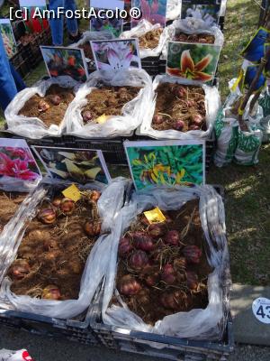 [P09] Felurite soiuri de flori - spațiul destinat comercializării. » foto by tata123 🔱
 - 
<span class="allrVoted glyphicon glyphicon-heart hidden" id="av1291532"></span>
<a class="m-l-10 hidden" id="sv1291532" onclick="voting_Foto_DelVot(,1291532,18372)" role="button">șterge vot <span class="glyphicon glyphicon-remove"></span></a>
<a id="v91291532" class=" c-red"  onclick="voting_Foto_SetVot(1291532)" role="button"><span class="glyphicon glyphicon-heart-empty"></span> <b>LIKE</b> = Votează poza</a> <img class="hidden"  id="f1291532W9" src="/imagini/loader.gif" border="0" /><span class="AjErrMes hidden" id="e1291532ErM"></span>