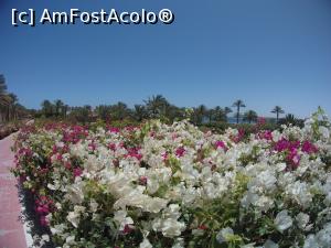 [P28] alee cu flori din resort » foto by elenaadina
 - 
<span class="allrVoted glyphicon glyphicon-heart hidden" id="av1223656"></span>
<a class="m-l-10 hidden" id="sv1223656" onclick="voting_Foto_DelVot(,1223656,18389)" role="button">șterge vot <span class="glyphicon glyphicon-remove"></span></a>
<a id="v91223656" class=" c-red"  onclick="voting_Foto_SetVot(1223656)" role="button"><span class="glyphicon glyphicon-heart-empty"></span> <b>LIKE</b> = Votează poza</a> <img class="hidden"  id="f1223656W9" src="/imagini/loader.gif" border="0" /><span class="AjErrMes hidden" id="e1223656ErM"></span>
