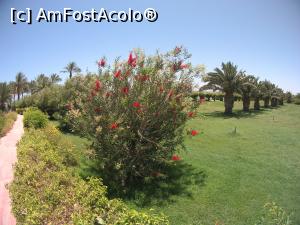 [P29] resortul are gradini foarte frumoase » foto by elenaadina
 - 
<span class="allrVoted glyphicon glyphicon-heart hidden" id="av1223657"></span>
<a class="m-l-10 hidden" id="sv1223657" onclick="voting_Foto_DelVot(,1223657,18389)" role="button">șterge vot <span class="glyphicon glyphicon-remove"></span></a>
<a id="v91223657" class=" c-red"  onclick="voting_Foto_SetVot(1223657)" role="button"><span class="glyphicon glyphicon-heart-empty"></span> <b>LIKE</b> = Votează poza</a> <img class="hidden"  id="f1223657W9" src="/imagini/loader.gif" border="0" /><span class="AjErrMes hidden" id="e1223657ErM"></span>