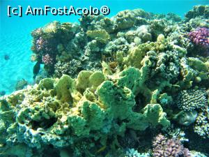 [P43] am pus pozele mai frumoase cu corali » foto by elenaadina
 - 
<span class="allrVoted glyphicon glyphicon-heart hidden" id="av1223671"></span>
<a class="m-l-10 hidden" id="sv1223671" onclick="voting_Foto_DelVot(,1223671,18389)" role="button">șterge vot <span class="glyphicon glyphicon-remove"></span></a>
<a id="v91223671" class=" c-red"  onclick="voting_Foto_SetVot(1223671)" role="button"><span class="glyphicon glyphicon-heart-empty"></span> <b>LIKE</b> = Votează poza</a> <img class="hidden"  id="f1223671W9" src="/imagini/loader.gif" border="0" /><span class="AjErrMes hidden" id="e1223671ErM"></span>