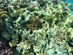 [P44] cativa pestisori nemo » foto by elenaadina
 - 
<span class="allrVoted glyphicon glyphicon-heart hidden" id="av1223672"></span>
<a class="m-l-10 hidden" id="sv1223672" onclick="voting_Foto_DelVot(,1223672,18389)" role="button">șterge vot <span class="glyphicon glyphicon-remove"></span></a>
<a id="v91223672" class=" c-red"  onclick="voting_Foto_SetVot(1223672)" role="button"><span class="glyphicon glyphicon-heart-empty"></span> <b>LIKE</b> = Votează poza</a> <img class="hidden"  id="f1223672W9" src="/imagini/loader.gif" border="0" /><span class="AjErrMes hidden" id="e1223672ErM"></span>