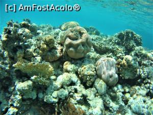 [P45] corali dar nu si pesti » foto by elenaadina
 - 
<span class="allrVoted glyphicon glyphicon-heart hidden" id="av1223673"></span>
<a class="m-l-10 hidden" id="sv1223673" onclick="voting_Foto_DelVot(,1223673,18389)" role="button">șterge vot <span class="glyphicon glyphicon-remove"></span></a>
<a id="v91223673" class=" c-red"  onclick="voting_Foto_SetVot(1223673)" role="button"><span class="glyphicon glyphicon-heart-empty"></span> <b>LIKE</b> = Votează poza</a> <img class="hidden"  id="f1223673W9" src="/imagini/loader.gif" border="0" /><span class="AjErrMes hidden" id="e1223673ErM"></span>