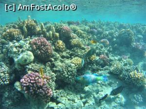 [P01] in paradisul subacvatic » foto by elenaadina
 - 
<span class="allrVoted glyphicon glyphicon-heart hidden" id="av1115768"></span>
<a class="m-l-10 hidden" id="sv1115768" onclick="voting_Foto_DelVot(,1115768,18389)" role="button">șterge vot <span class="glyphicon glyphicon-remove"></span></a>
<a id="v91115768" class=" c-red"  onclick="voting_Foto_SetVot(1115768)" role="button"><span class="glyphicon glyphicon-heart-empty"></span> <b>LIKE</b> = Votează poza</a> <img class="hidden"  id="f1115768W9" src="/imagini/loader.gif" border="0" /><span class="AjErrMes hidden" id="e1115768ErM"></span>