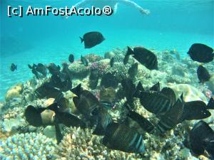 [P13] deasupra ,,roiului" ... » foto by elenaadina
 - 
<span class="allrVoted glyphicon glyphicon-heart hidden" id="av1115802"></span>
<a class="m-l-10 hidden" id="sv1115802" onclick="voting_Foto_DelVot(,1115802,18389)" role="button">șterge vot <span class="glyphicon glyphicon-remove"></span></a>
<a id="v91115802" class=" c-red"  onclick="voting_Foto_SetVot(1115802)" role="button"><span class="glyphicon glyphicon-heart-empty"></span> <b>LIKE</b> = Votează poza</a> <img class="hidden"  id="f1115802W9" src="/imagini/loader.gif" border="0" /><span class="AjErrMes hidden" id="e1115802ErM"></span>