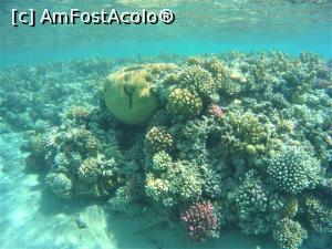 [P02] corali de dimensiuni, forme si culori diferite » foto by elenaadina
 - 
<span class="allrVoted glyphicon glyphicon-heart hidden" id="av1115771"></span>
<a class="m-l-10 hidden" id="sv1115771" onclick="voting_Foto_DelVot(,1115771,18389)" role="button">șterge vot <span class="glyphicon glyphicon-remove"></span></a>
<a id="v91115771" class=" c-red"  onclick="voting_Foto_SetVot(1115771)" role="button"><span class="glyphicon glyphicon-heart-empty"></span> <b>LIKE</b> = Votează poza</a> <img class="hidden"  id="f1115771W9" src="/imagini/loader.gif" border="0" /><span class="AjErrMes hidden" id="e1115771ErM"></span>