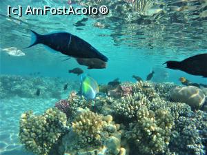 [P05] tot felul de pesti...  » foto by elenaadina
 - 
<span class="allrVoted glyphicon glyphicon-heart hidden" id="av1115779"></span>
<a class="m-l-10 hidden" id="sv1115779" onclick="voting_Foto_DelVot(,1115779,18389)" role="button">șterge vot <span class="glyphicon glyphicon-remove"></span></a>
<a id="v91115779" class=" c-red"  onclick="voting_Foto_SetVot(1115779)" role="button"><span class="glyphicon glyphicon-heart-empty"></span> <b>LIKE</b> = Votează poza</a> <img class="hidden"  id="f1115779W9" src="/imagini/loader.gif" border="0" /><span class="AjErrMes hidden" id="e1115779ErM"></span>