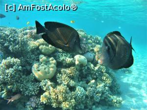 [P08] am vazut si sepie si morena insa nu le-am prins in poze » foto by elenaadina
 - 
<span class="allrVoted glyphicon glyphicon-heart hidden" id="av1115786"></span>
<a class="m-l-10 hidden" id="sv1115786" onclick="voting_Foto_DelVot(,1115786,18389)" role="button">șterge vot <span class="glyphicon glyphicon-remove"></span></a>
<a id="v91115786" class=" c-red"  onclick="voting_Foto_SetVot(1115786)" role="button"><span class="glyphicon glyphicon-heart-empty"></span> <b>LIKE</b> = Votează poza</a> <img class="hidden"  id="f1115786W9" src="/imagini/loader.gif" border="0" /><span class="AjErrMes hidden" id="e1115786ErM"></span>