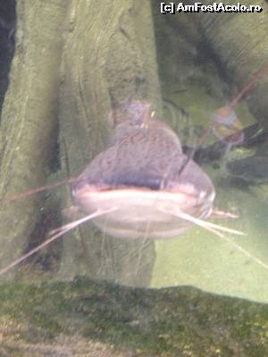 [P47]  -- <small>// FĂRĂ DESCRIERE</small> » foto by Coca Dosky
 - 
<span class="allrVoted glyphicon glyphicon-heart hidden" id="av558435"></span>
<a class="m-l-10 hidden" id="sv558435" onclick="voting_Foto_DelVot(,558435,18393)" role="button">șterge vot <span class="glyphicon glyphicon-remove"></span></a>
<a id="v9558435" class=" c-red"  onclick="voting_Foto_SetVot(558435)" role="button"><span class="glyphicon glyphicon-heart-empty"></span> <b>LIKE</b> = Votează poza</a> <img class="hidden"  id="f558435W9" src="/imagini/loader.gif" border="0" /><span class="AjErrMes hidden" id="e558435ErM"></span>