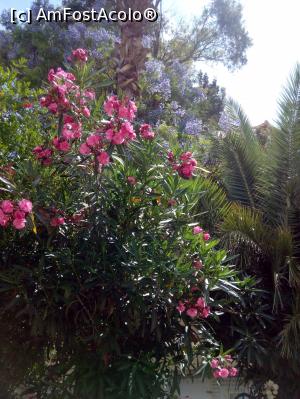 [P31] Marmaris- o gradina botanica, fara taxa de intrare.  » foto by adriana76
 - 
<span class="allrVoted glyphicon glyphicon-heart hidden" id="av865836"></span>
<a class="m-l-10 hidden" id="sv865836" onclick="voting_Foto_DelVot(,865836,18395)" role="button">șterge vot <span class="glyphicon glyphicon-remove"></span></a>
<a id="v9865836" class=" c-red"  onclick="voting_Foto_SetVot(865836)" role="button"><span class="glyphicon glyphicon-heart-empty"></span> <b>LIKE</b> = Votează poza</a> <img class="hidden"  id="f865836W9" src="/imagini/loader.gif" border="0" /><span class="AjErrMes hidden" id="e865836ErM"></span>