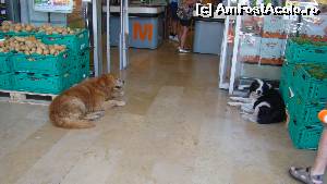 [P43] Or fi paznicii de la supermarket?  » foto by kelyboy
 - 
<span class="allrVoted glyphicon glyphicon-heart hidden" id="av584825"></span>
<a class="m-l-10 hidden" id="sv584825" onclick="voting_Foto_DelVot(,584825,18406)" role="button">șterge vot <span class="glyphicon glyphicon-remove"></span></a>
<a id="v9584825" class=" c-red"  onclick="voting_Foto_SetVot(584825)" role="button"><span class="glyphicon glyphicon-heart-empty"></span> <b>LIKE</b> = Votează poza</a> <img class="hidden"  id="f584825W9" src="/imagini/loader.gif" border="0" /><span class="AjErrMes hidden" id="e584825ErM"></span>