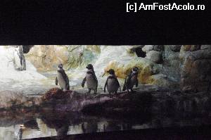 [P17] Acvariul din Barcelona - am ajuns si la simpaticii pinguini. O specie pitica :)  » foto by cdiana
 - 
<span class="allrVoted glyphicon glyphicon-heart hidden" id="av531669"></span>
<a class="m-l-10 hidden" id="sv531669" onclick="voting_Foto_DelVot(,531669,18436)" role="button">șterge vot <span class="glyphicon glyphicon-remove"></span></a>
<a id="v9531669" class=" c-red"  onclick="voting_Foto_SetVot(531669)" role="button"><span class="glyphicon glyphicon-heart-empty"></span> <b>LIKE</b> = Votează poza</a> <img class="hidden"  id="f531669W9" src="/imagini/loader.gif" border="0" /><span class="AjErrMes hidden" id="e531669ErM"></span>