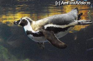 [P18] Acvariul din Barcelona - un pinguin inota linistit...  » foto by cdiana
 - 
<span class="allrVoted glyphicon glyphicon-heart hidden" id="av531671"></span>
<a class="m-l-10 hidden" id="sv531671" onclick="voting_Foto_DelVot(,531671,18436)" role="button">șterge vot <span class="glyphicon glyphicon-remove"></span></a>
<a id="v9531671" class=" c-red"  onclick="voting_Foto_SetVot(531671)" role="button"><span class="glyphicon glyphicon-heart-empty"></span> <b>LIKE</b> = Votează poza</a> <img class="hidden"  id="f531671W9" src="/imagini/loader.gif" border="0" /><span class="AjErrMes hidden" id="e531671ErM"></span>