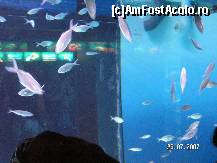 [P12] O specie de pesti cam stravezii, de te uitai prin ei, cum s-or numi, cine poate stii sa-mi zica si mie...tot la acvariul din Barcelona » foto by ileanaxperta*
 - 
<span class="allrVoted glyphicon glyphicon-heart hidden" id="av41211"></span>
<a class="m-l-10 hidden" id="sv41211" onclick="voting_Foto_DelVot(,41211,18436)" role="button">șterge vot <span class="glyphicon glyphicon-remove"></span></a>
<a id="v941211" class=" c-red"  onclick="voting_Foto_SetVot(41211)" role="button"><span class="glyphicon glyphicon-heart-empty"></span> <b>LIKE</b> = Votează poza</a> <img class="hidden"  id="f41211W9" src="/imagini/loader.gif" border="0" /><span class="AjErrMes hidden" id="e41211ErM"></span>