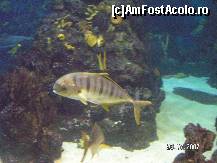 [P14] ...alte specii de pesti si flora din apele marilor si oceanelor, condensate la acvariul din Barcelona » foto by ileanaxperta*
 - 
<span class="allrVoted glyphicon glyphicon-heart hidden" id="av41213"></span>
<a class="m-l-10 hidden" id="sv41213" onclick="voting_Foto_DelVot(,41213,18436)" role="button">șterge vot <span class="glyphicon glyphicon-remove"></span></a>
<a id="v941213" class=" c-red"  onclick="voting_Foto_SetVot(41213)" role="button"><span class="glyphicon glyphicon-heart-empty"></span> <b>LIKE</b> = Votează poza</a> <img class="hidden"  id="f41213W9" src="/imagini/loader.gif" border="0" /><span class="AjErrMes hidden" id="e41213ErM"></span>