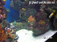 [P17] Culoare si diversitate a florei si faunei din acvariul de la Barcelona » foto by ileanaxperta*
 - 
<span class="allrVoted glyphicon glyphicon-heart hidden" id="av41318"></span>
<a class="m-l-10 hidden" id="sv41318" onclick="voting_Foto_DelVot(,41318,18436)" role="button">șterge vot <span class="glyphicon glyphicon-remove"></span></a>
<a id="v941318" class=" c-red"  onclick="voting_Foto_SetVot(41318)" role="button"><span class="glyphicon glyphicon-heart-empty"></span> <b>LIKE</b> = Votează poza</a> <img class="hidden"  id="f41318W9" src="/imagini/loader.gif" border="0" /><span class="AjErrMes hidden" id="e41318ErM"></span>
