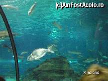 [P20] Alti si alti 'locatari' din acvariul din Barcelona » foto by ileanaxperta*
 - 
<span class="allrVoted glyphicon glyphicon-heart hidden" id="av41321"></span>
<a class="m-l-10 hidden" id="sv41321" onclick="voting_Foto_DelVot(,41321,18436)" role="button">șterge vot <span class="glyphicon glyphicon-remove"></span></a>
<a id="v941321" class=" c-red"  onclick="voting_Foto_SetVot(41321)" role="button"><span class="glyphicon glyphicon-heart-empty"></span> <b>LIKE</b> = Votează poza</a> <img class="hidden"  id="f41321W9" src="/imagini/loader.gif" border="0" /><span class="AjErrMes hidden" id="e41321ErM"></span>
