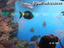 [P09] Pesti de toate culorile, speciile si formele, printre plantele fragile si frumoase de la acvariul din Barcelona » foto by ileanaxperta*
 - 
<span class="allrVoted glyphicon glyphicon-heart hidden" id="av41208"></span>
<a class="m-l-10 hidden" id="sv41208" onclick="voting_Foto_DelVot(,41208,18436)" role="button">șterge vot <span class="glyphicon glyphicon-remove"></span></a>
<a id="v941208" class=" c-red"  onclick="voting_Foto_SetVot(41208)" role="button"><span class="glyphicon glyphicon-heart-empty"></span> <b>LIKE</b> = Votează poza</a> <img class="hidden"  id="f41208W9" src="/imagini/loader.gif" border="0" /><span class="AjErrMes hidden" id="e41208ErM"></span>