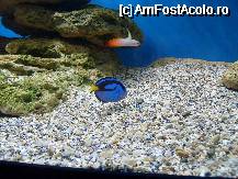 [P05] Acvariul din Constanta - cel alabastru este pestele inger » foto by Diaura*
 - 
<span class="allrVoted glyphicon glyphicon-heart hidden" id="av63259"></span>
<a class="m-l-10 hidden" id="sv63259" onclick="voting_Foto_DelVot(,63259,18443)" role="button">șterge vot <span class="glyphicon glyphicon-remove"></span></a>
<a id="v963259" class=" c-red"  onclick="voting_Foto_SetVot(63259)" role="button"><span class="glyphicon glyphicon-heart-empty"></span> <b>LIKE</b> = Votează poza</a> <img class="hidden"  id="f63259W9" src="/imagini/loader.gif" border="0" /><span class="AjErrMes hidden" id="e63259ErM"></span>