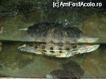 [P08] Acvariul din Constanta - o broscuta testoasa » foto by Diaura*
 - 
<span class="allrVoted glyphicon glyphicon-heart hidden" id="av63264"></span>
<a class="m-l-10 hidden" id="sv63264" onclick="voting_Foto_DelVot(,63264,18443)" role="button">șterge vot <span class="glyphicon glyphicon-remove"></span></a>
<a id="v963264" class=" c-red"  onclick="voting_Foto_SetVot(63264)" role="button"><span class="glyphicon glyphicon-heart-empty"></span> <b>LIKE</b> = Votează poza</a> <img class="hidden"  id="f63264W9" src="/imagini/loader.gif" border="0" /><span class="AjErrMes hidden" id="e63264ErM"></span>