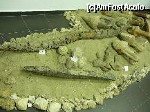 [P04] Sit arheologic submers, continand fragmentele unei nave de comert grecesti din sec. III i.e.n.. La intrarea in portul Callatis nava a fost interceptata de pirati si incendiata. Epava a fost descoperita in anul 1969 » foto by Claudiu U.
 - 
<span class="allrVoted glyphicon glyphicon-heart hidden" id="av229800"></span>
<a class="m-l-10 hidden" id="sv229800" onclick="voting_Foto_DelVot(,229800,18444)" role="button">șterge vot <span class="glyphicon glyphicon-remove"></span></a>
<a id="v9229800" class=" c-red"  onclick="voting_Foto_SetVot(229800)" role="button"><span class="glyphicon glyphicon-heart-empty"></span> <b>LIKE</b> = Votează poza</a> <img class="hidden"  id="f229800W9" src="/imagini/loader.gif" border="0" /><span class="AjErrMes hidden" id="e229800ErM"></span>