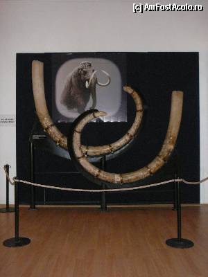 [P05] Prima sala -coltii de mamut » foto by Claudiu U.
 - 
<span class="allrVoted glyphicon glyphicon-heart hidden" id="av363843"></span>
<a class="m-l-10 hidden" id="sv363843" onclick="voting_Foto_DelVot(,363843,18445)" role="button">șterge vot <span class="glyphicon glyphicon-remove"></span></a>
<a id="v9363843" class=" c-red"  onclick="voting_Foto_SetVot(363843)" role="button"><span class="glyphicon glyphicon-heart-empty"></span> <b>LIKE</b> = Votează poza</a> <img class="hidden"  id="f363843W9" src="/imagini/loader.gif" border="0" /><span class="AjErrMes hidden" id="e363843ErM"></span>