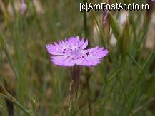 [P04] Cetatea Enisala - natura reînviată » foto by Dragoș_MD
 - 
<span class="allrVoted glyphicon glyphicon-heart hidden" id="av105939"></span>
<a class="m-l-10 hidden" id="sv105939" onclick="voting_Foto_DelVot(,105939,18448)" role="button">șterge vot <span class="glyphicon glyphicon-remove"></span></a>
<a id="v9105939" class=" c-red"  onclick="voting_Foto_SetVot(105939)" role="button"><span class="glyphicon glyphicon-heart-empty"></span> <b>LIKE</b> = Votează poza</a> <img class="hidden"  id="f105939W9" src="/imagini/loader.gif" border="0" /><span class="AjErrMes hidden" id="e105939ErM"></span>