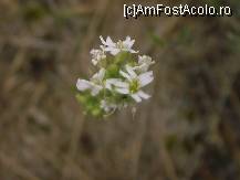 [P08] Cetatea Enisala - natura reînviată » foto by Dragoș_MD
 - 
<span class="allrVoted glyphicon glyphicon-heart hidden" id="av105943"></span>
<a class="m-l-10 hidden" id="sv105943" onclick="voting_Foto_DelVot(,105943,18448)" role="button">șterge vot <span class="glyphicon glyphicon-remove"></span></a>
<a id="v9105943" class=" c-red"  onclick="voting_Foto_SetVot(105943)" role="button"><span class="glyphicon glyphicon-heart-empty"></span> <b>LIKE</b> = Votează poza</a> <img class="hidden"  id="f105943W9" src="/imagini/loader.gif" border="0" /><span class="AjErrMes hidden" id="e105943ErM"></span>