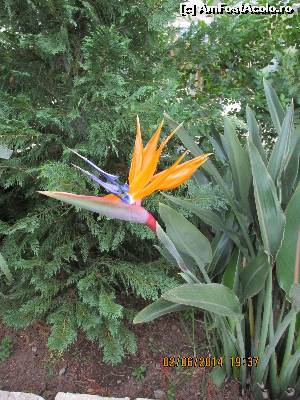 [P13] floare in gradina hotelului » foto by adri-nico
 - 
<span class="allrVoted glyphicon glyphicon-heart hidden" id="av619329"></span>
<a class="m-l-10 hidden" id="sv619329" onclick="voting_Foto_DelVot(,619329,18453)" role="button">șterge vot <span class="glyphicon glyphicon-remove"></span></a>
<a id="v9619329" class=" c-red"  onclick="voting_Foto_SetVot(619329)" role="button"><span class="glyphicon glyphicon-heart-empty"></span> <b>LIKE</b> = Votează poza</a> <img class="hidden"  id="f619329W9" src="/imagini/loader.gif" border="0" /><span class="AjErrMes hidden" id="e619329ErM"></span>