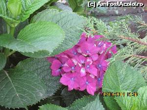 [P14] alte floricele » foto by adri-nico
 - 
<span class="allrVoted glyphicon glyphicon-heart hidden" id="av619330"></span>
<a class="m-l-10 hidden" id="sv619330" onclick="voting_Foto_DelVot(,619330,18453)" role="button">șterge vot <span class="glyphicon glyphicon-remove"></span></a>
<a id="v9619330" class=" c-red"  onclick="voting_Foto_SetVot(619330)" role="button"><span class="glyphicon glyphicon-heart-empty"></span> <b>LIKE</b> = Votează poza</a> <img class="hidden"  id="f619330W9" src="/imagini/loader.gif" border="0" /><span class="AjErrMes hidden" id="e619330ErM"></span>