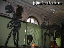 [P26] Schelete de dinozauri...am trecut in preistorie! » foto by Irina1974
 - 
<span class="allrVoted glyphicon glyphicon-heart hidden" id="av80203"></span>
<a class="m-l-10 hidden" id="sv80203" onclick="voting_Foto_DelVot(,80203,18455)" role="button">șterge vot <span class="glyphicon glyphicon-remove"></span></a>
<a id="v980203" class=" c-red"  onclick="voting_Foto_SetVot(80203)" role="button"><span class="glyphicon glyphicon-heart-empty"></span> <b>LIKE</b> = Votează poza</a> <img class="hidden"  id="f80203W9" src="/imagini/loader.gif" border="0" /><span class="AjErrMes hidden" id="e80203ErM"></span>
