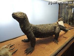 [P34] Dragonul de Komodo » foto by claudiu 71
 - 
<span class="allrVoted glyphicon glyphicon-heart hidden" id="av619508"></span>
<a class="m-l-10 hidden" id="sv619508" onclick="voting_Foto_DelVot(,619508,18455)" role="button">șterge vot <span class="glyphicon glyphicon-remove"></span></a>
<a id="v9619508" class=" c-red"  onclick="voting_Foto_SetVot(619508)" role="button"><span class="glyphicon glyphicon-heart-empty"></span> <b>LIKE</b> = Votează poza</a> <img class="hidden"  id="f619508W9" src="/imagini/loader.gif" border="0" /><span class="AjErrMes hidden" id="e619508ErM"></span>