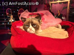 [P02] Grumpy cat » foto by papatya
 - 
<span class="allrVoted glyphicon glyphicon-heart hidden" id="av957208"></span>
<a class="m-l-10 hidden" id="sv957208" onclick="voting_Foto_DelVot(,957208,18456)" role="button">șterge vot <span class="glyphicon glyphicon-remove"></span></a>
<a id="v9957208" class=" c-red"  onclick="voting_Foto_SetVot(957208)" role="button"><span class="glyphicon glyphicon-heart-empty"></span> <b>LIKE</b> = Votează poza</a> <img class="hidden"  id="f957208W9" src="/imagini/loader.gif" border="0" /><span class="AjErrMes hidden" id="e957208ErM"></span>