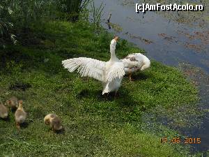 [P03] Mănăstirea Comana - Pe malul Neajlovului, o familie fericită.  » foto by iulianic
 - 
<span class="allrVoted glyphicon glyphicon-heart hidden" id="av619387"></span>
<a class="m-l-10 hidden" id="sv619387" onclick="voting_Foto_DelVot(,619387,18496)" role="button">șterge vot <span class="glyphicon glyphicon-remove"></span></a>
<a id="v9619387" class=" c-red"  onclick="voting_Foto_SetVot(619387)" role="button"><span class="glyphicon glyphicon-heart-empty"></span> <b>LIKE</b> = Votează poza</a> <img class="hidden"  id="f619387W9" src="/imagini/loader.gif" border="0" /><span class="AjErrMes hidden" id="e619387ErM"></span>