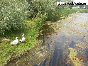 [P04] Mănăstirea Comana - Natura sălbatică pe malul Neajlovului.  » foto by iulianic
 - 
<span class="allrVoted glyphicon glyphicon-heart hidden" id="av619390"></span>
<a class="m-l-10 hidden" id="sv619390" onclick="voting_Foto_DelVot(,619390,18496)" role="button">șterge vot <span class="glyphicon glyphicon-remove"></span></a>
<a id="v9619390" class=" c-red"  onclick="voting_Foto_SetVot(619390)" role="button"><span class="glyphicon glyphicon-heart-empty"></span> <b>LIKE</b> = Votează poza</a> <img class="hidden"  id="f619390W9" src="/imagini/loader.gif" border="0" /><span class="AjErrMes hidden" id="e619390ErM"></span>
